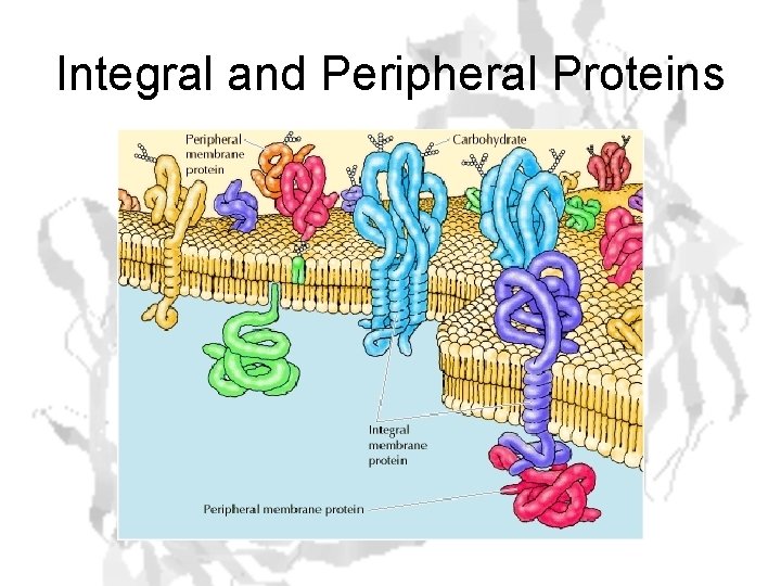 Integral and Peripheral Proteins 