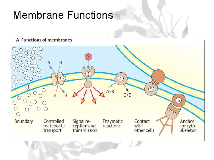 Membrane Functions 