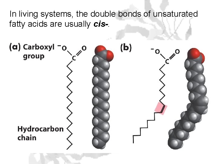 In living systems, the double bonds of unsaturated fatty acids are usually cis-. 