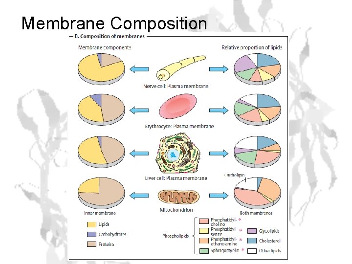 Membrane Composition 