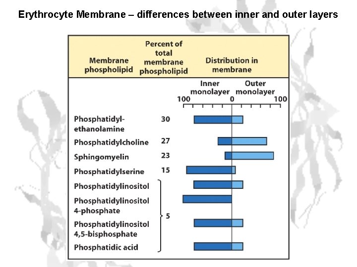 Erythrocyte Membrane – differences between inner and outer layers 