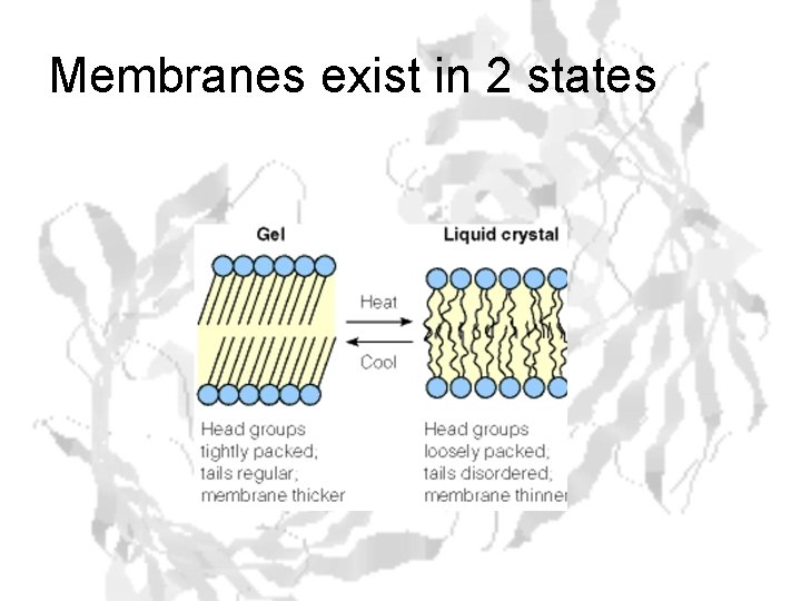 Membranes exist in 2 states 