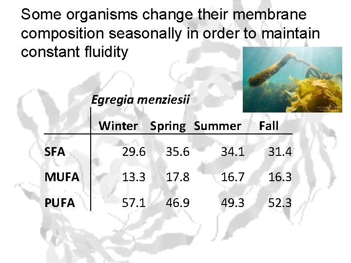 Some organisms change their membrane composition seasonally in order to maintain constant fluidity Egregia