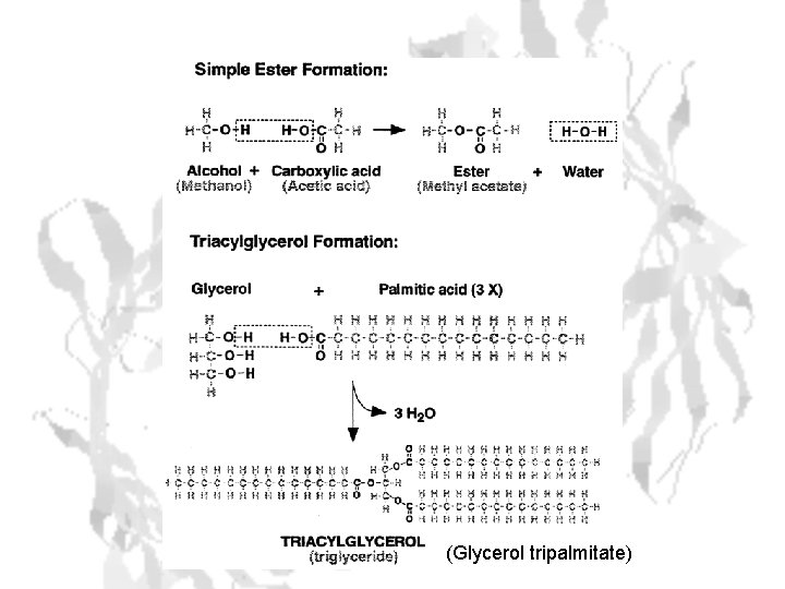 (Glycerol tripalmitate) 