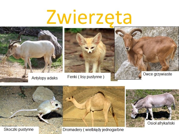 Zwierzęta 