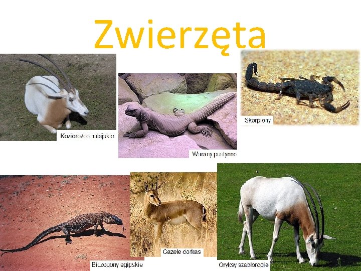 Zwierzęta 