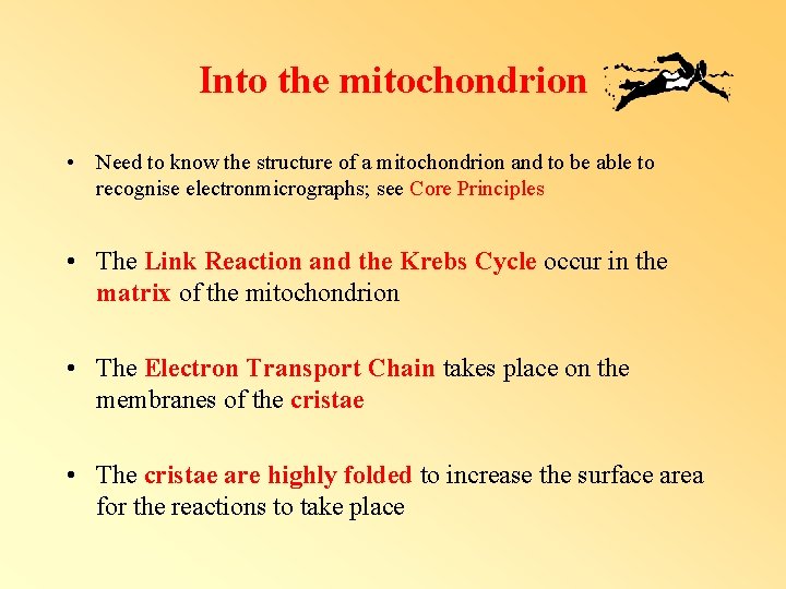 Into the mitochondrion • Need to know the structure of a mitochondrion and to Into the mitochondrion • Need to know the structure of a mitochondrion and to