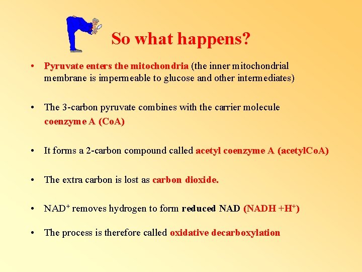 So what happens? • Pyruvate enters the mitochondria (the inner mitochondrial membrane is impermeable So what happens? • Pyruvate enters the mitochondria (the inner mitochondrial membrane is impermeable