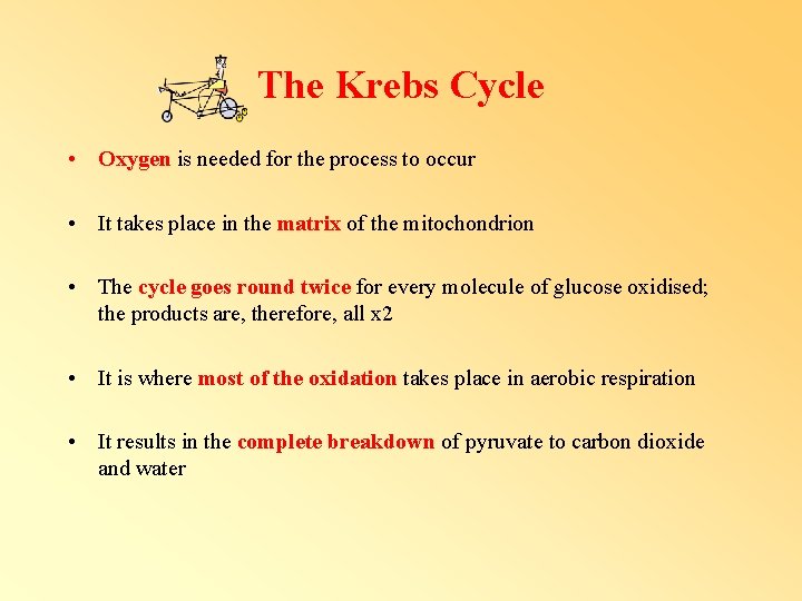 The Krebs Cycle • Oxygen is needed for the process to occur • It The Krebs Cycle • Oxygen is needed for the process to occur • It