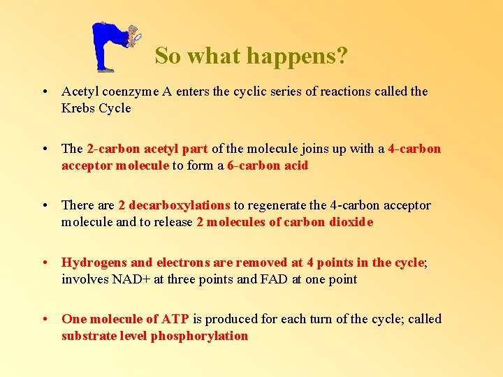 So what happens? • Acetyl coenzyme A enters the cyclic series of reactions called So what happens? • Acetyl coenzyme A enters the cyclic series of reactions called