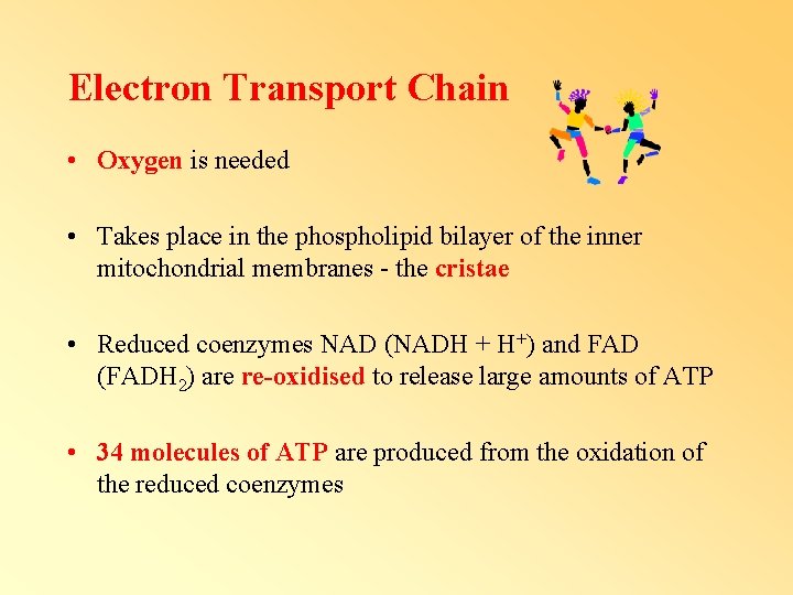 Electron Transport Chain • Oxygen is needed • Takes place in the phospholipid bilayer Electron Transport Chain • Oxygen is needed • Takes place in the phospholipid bilayer
