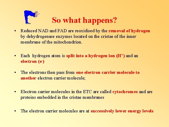So what happens? • Reduced NAD and FAD are reoxidised by the removal of So what happens? • Reduced NAD and FAD are reoxidised by the removal of