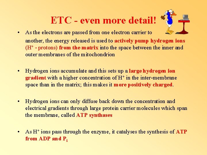 ETC - even more detail! • As the electrons are passed from one electron ETC - even more detail! • As the electrons are passed from one electron