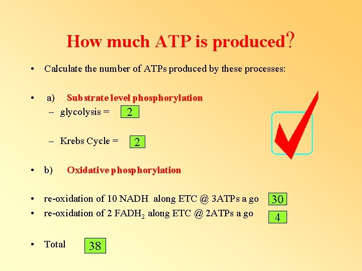 How much ATP is produced? • Calculate the number of ATPs produced by these How much ATP is produced? • Calculate the number of ATPs produced by these