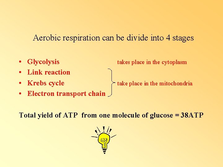 Aerobic respiration can be divide into 4 stages • • Glycolysis Link reaction Krebs Aerobic respiration can be divide into 4 stages • • Glycolysis Link reaction Krebs