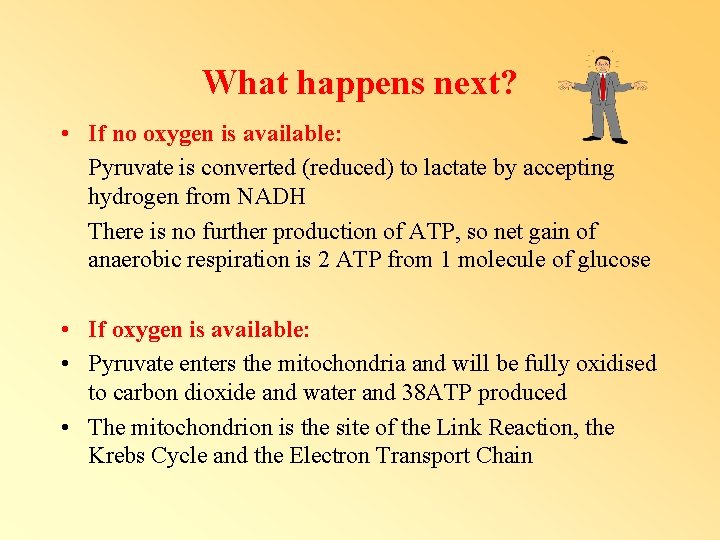 What happens next? • If no oxygen is available: Pyruvate is converted (reduced) to What happens next? • If no oxygen is available: Pyruvate is converted (reduced) to