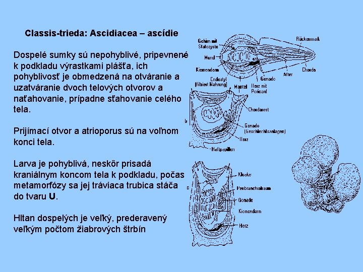 Classis-trieda: Ascidiacea – ascídie Dospelé sumky sú nepohyblivé, pripevnené k podkladu výrastkami plášťa, ich