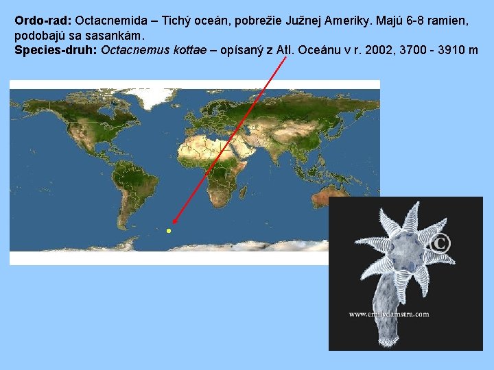 Ordo-rad: Octacnemida – Tichý oceán, pobrežie Južnej Ameriky. Majú 6 -8 ramien, podobajú sa