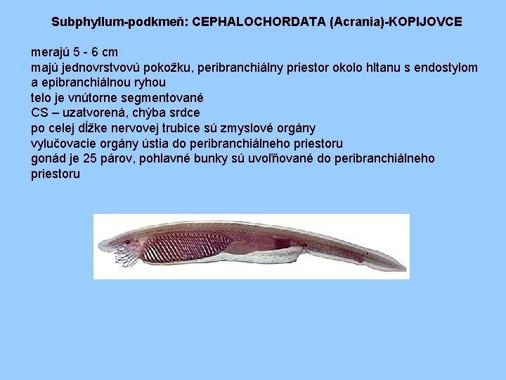 Subphyllum-podkmeň: CEPHALOCHORDATA (Acrania)-KOPIJOVCE merajú 5 - 6 cm majú jednovrstvovú pokožku, peribranchiálny priestor okolo