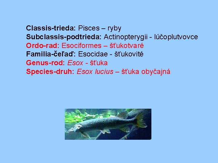 Classis-trieda: Pisces – ryby Subclassis-podtrieda: Actinopterygii - lúčoplutvovce Ordo-rad: Esociformes – šťukotvaré Familia-čeľaď: Esocidae