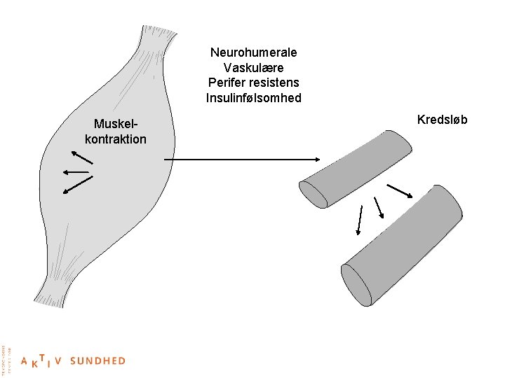 Neurohumerale Vaskulære Perifer resistens Insulinfølsomhed Muskelkontraktion Kredsløb 