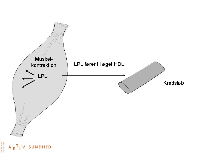 Muskelkontraktion LPL fører til øget HDL LPL Kredsløb 
