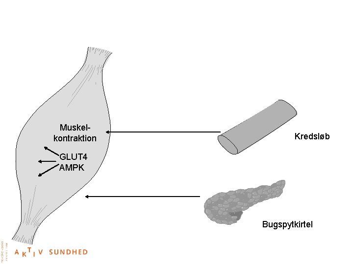  Muskelkontraktion GLUT 4 AMPK Kredsløb Bugspytkirtel 
