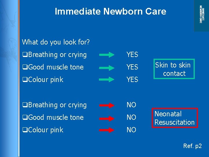 Immediate Newborn Care What do you look for? q. Breathing or crying YES q.