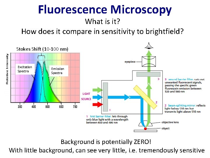 Fluorescence Microscopy What is it? How does it compare in sensitivity to brightfield? Stokes