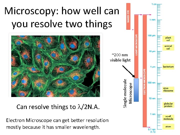 Microscopy: how well can you resolve two things Can resolve things to l/2 N.