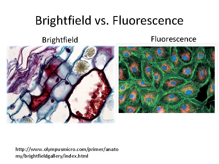 Brightfield vs. Fluorescence Brightfield http: //www. olympusmicro. com/primer/anato my/brightfieldgallery/index. html Fluorescence 