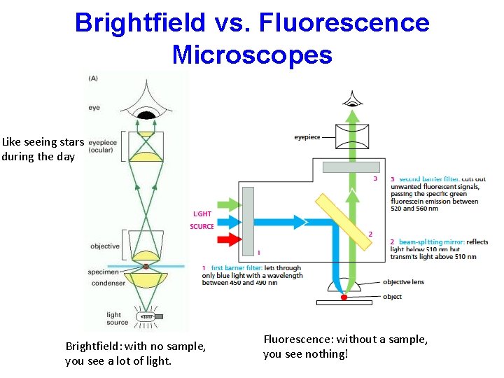 Brightfield vs. Fluorescence Microscopes Like seeing stars during the day Brightfield: with no sample,