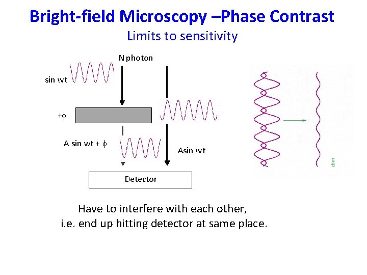 Bright-field Microscopy –Phase Contrast Limits to sensitivity N photon sin wt +f A sin