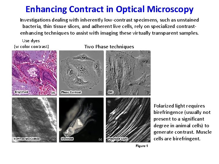 Enhancing Contract in Optical Microscopy Investigations dealing with inherently low-contrast specimens, such as unstained