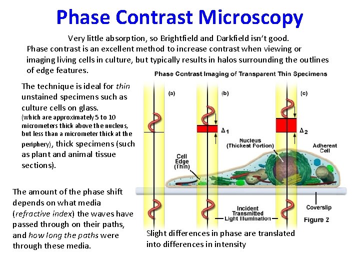 Phase Contrast Microscopy Very little absorption, so Brightfield and Darkfield isn’t good. Phase contrast