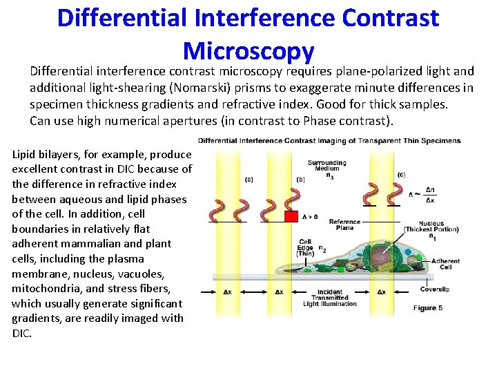 Differential Interference Contrast Microscopy Differential interference contrast microscopy requires plane-polarized light and additional light-shearing