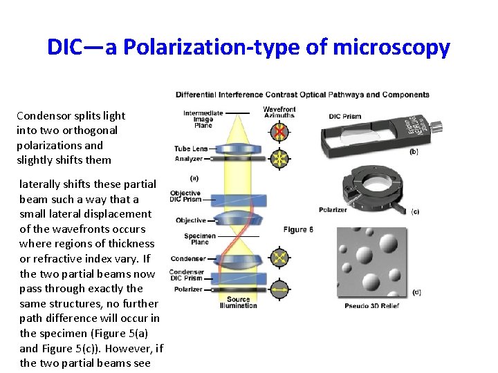 DIC—a Polarization-type of microscopy Condensor splits light into two orthogonal polarizations and slightly shifts