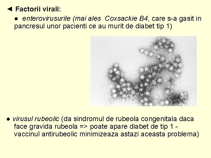 ◄ Factorii virali: ● enterovirusurile (mai ales Coxsackie B 4, care s-a gasit in