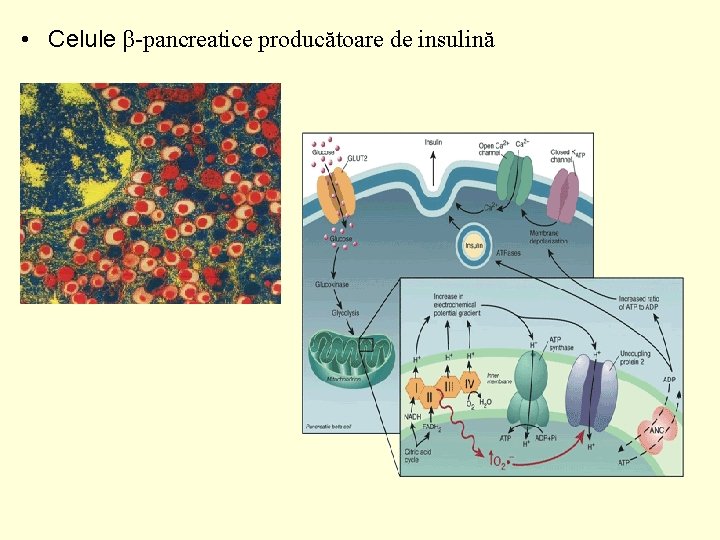  • Celule β-pancreatice producătoare de insulină 