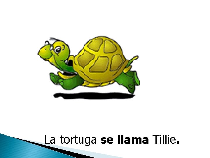 La tortuga se llama Tillie. 