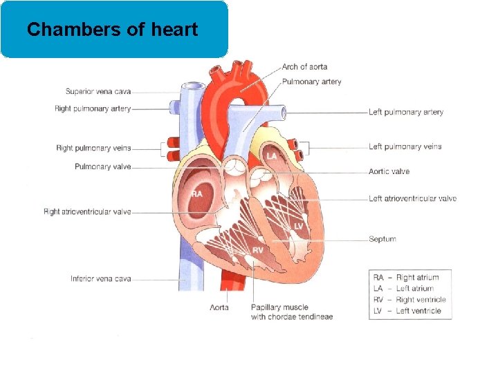 Chambers of heart 