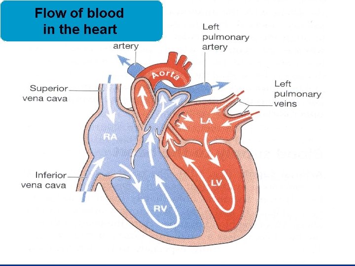 Flow of blood in the heart 