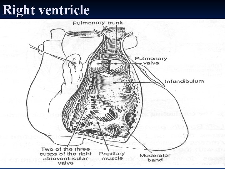 Right ventricle 