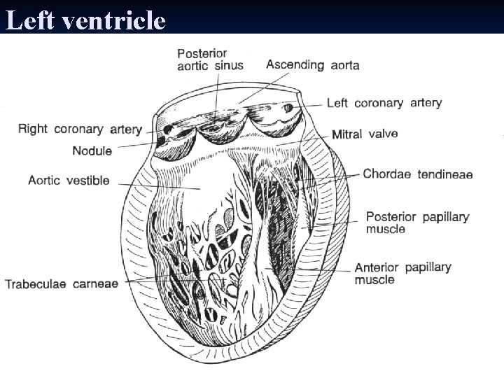 Left ventricle 