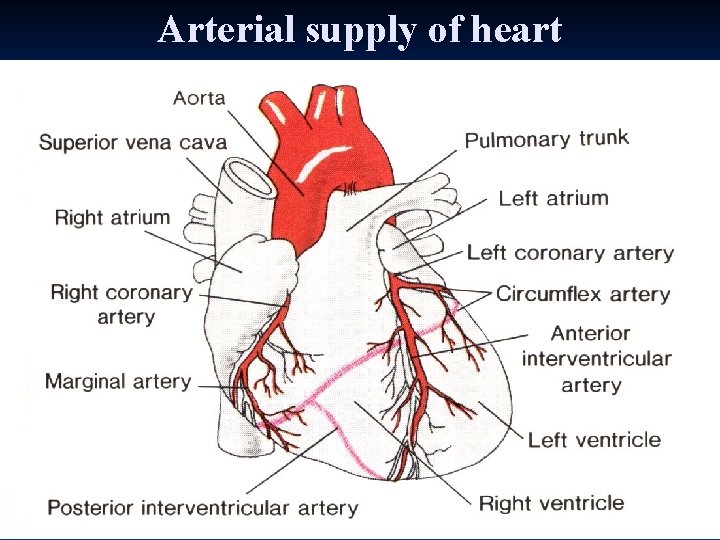 Arterial supply of heart 