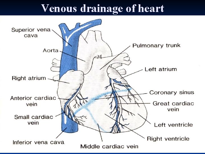 Venous drainage of heart 