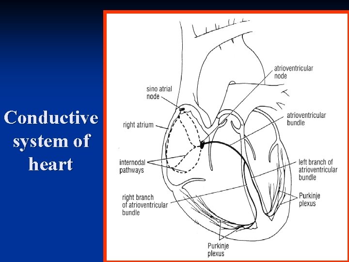 Conductive system of heart 