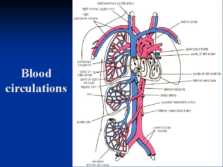 Blood circulations 