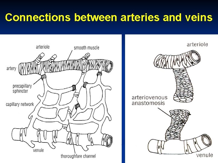 Connections between arteries and veins 