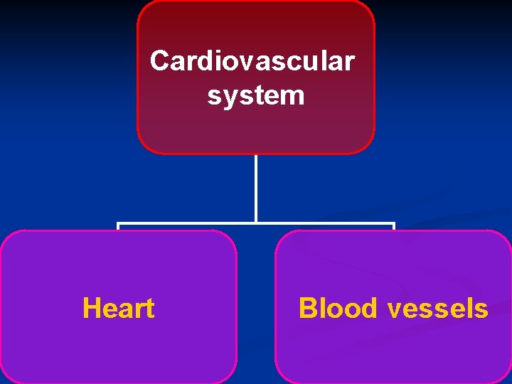 Cardiovascular system Heart Blood vessels 